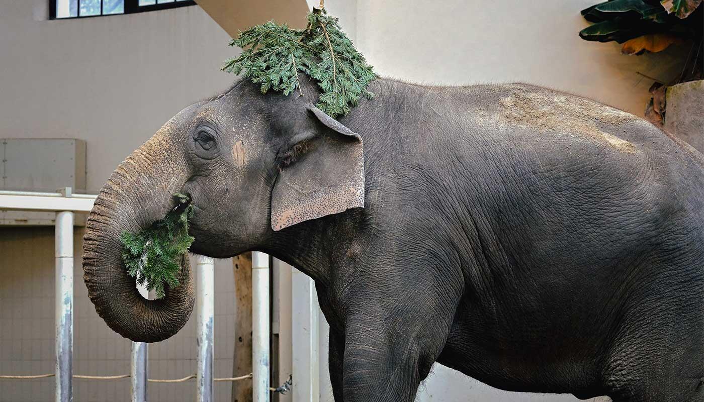Asiatischer Elefant im Tierpark Hellabrunn Elefant frisst Tannenzweige und trägt Zweige auf dem Kopf