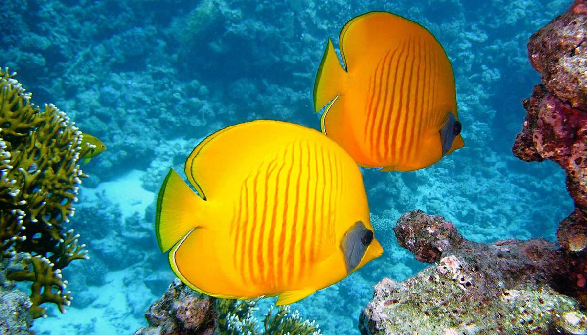 1 Woche Hurghada, 4-5* Hotel inkl. Flug, All Inclusive 1 Woche Hurghada, 4-5* Hotel inkl. Flug, All Inclusive