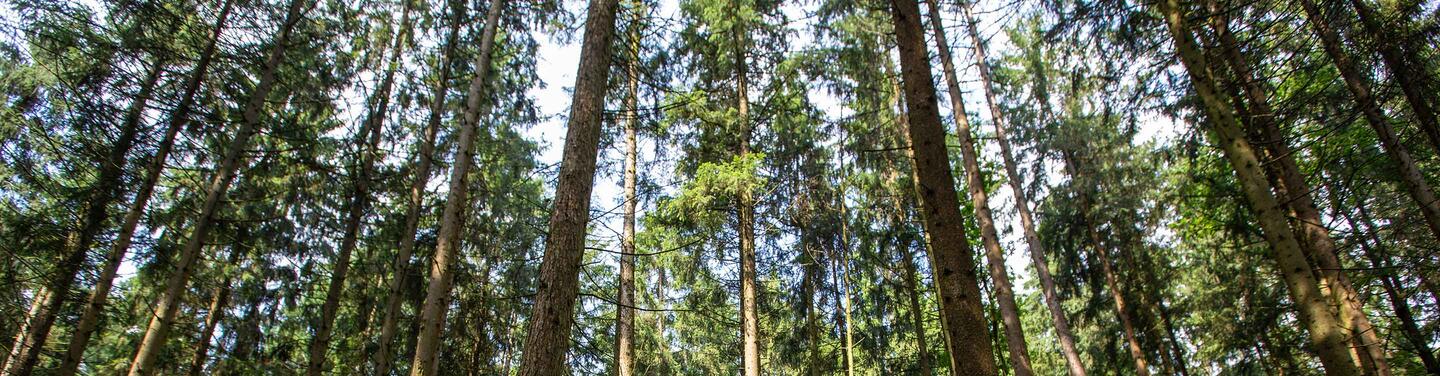 Blick in den Klimawald Aufwärtsblick in einen dichten Wald mit hohen, geraden Baumstämmen und Licht, das durch die Baumkronen fällt.