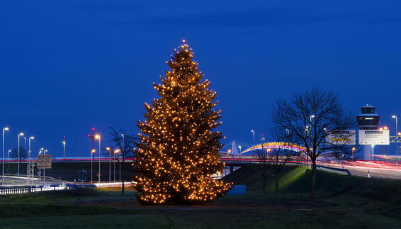 Christbaum   mit 2.300 Lämpchen    erstrahlt   an der Zentralallee