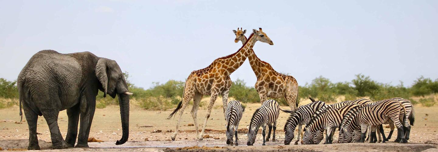 Windhoek - wo das Namibia-Abenteuer beginnt Elefant, Giraffen und Zebras an einem Wasserloch in der Landschaft Namibias.